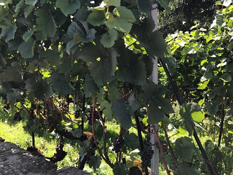 世界遺産のブドウ畑、ラヴォー地区をハイキング！ ミキトラベル